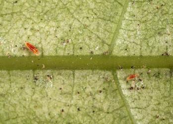 Red fly larvae of a predatory cecidomyiid (Diptera: Cecidomyiidae) in a colony of Collyer's tetranychid mites, Tetranychus collyerae (Acari: Tetranychidae) on the underside of a leaf of Mahoe, Melicytus ramiflorus (Violaceae). © All rights reserved. [Image: 2RQ2]