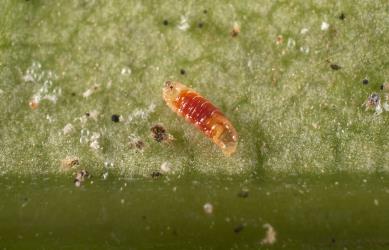 Red fly larva of a predatory cecidomyiid (Diptera: Cecidomyiidae) in a colony of Collyer's tetranychid mites, Tetranychus collyerae (Acari: Tetranychidae) on the underside of a leaf of Mahoe, Melicytus ramiflorus (Violaceae). © All rights reserved. [Image: 2RQ3]
