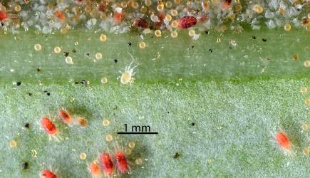 Nymph of a predatory phytosiid mite (Acari: Phytoseiidae) in a colony of Collyer's tetranychid mites, Tetranychus collyerae (Acari: Tetranychidae) on the underside of a leaf of Coastal Coprosma, Coprosma repens (Rubiaceae). © All rights reserved. [Image: 2RQ4]