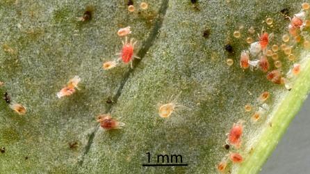 A large predatory phytosiid mite (Acari: Phytoseiidae) in a colony of Collyer's tetranychid mites, Tetranychus collyerae (Acari: Tetranychidae) on the underside of a leaf of Coastal Coprosma, Coprosma repens (Rubiaceae). © All rights reserved. [Image: 2RQ5]