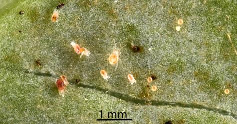 A large predatory phytosiid mite (Acari: Phytoseiidae) in a colony of Collyer's tetranychid mites, Tetranychus collyerae (Acari: Tetranychidae) on the underside of a leaf of Coastal Coprosma, Coprosma repens (Rubiaceae). © All rights reserved. [Image: 2RQ6]