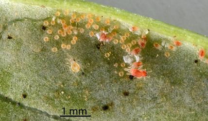 A large predatory phytosiid mite (Acari: Phytoseiidae) in a colony of Collyer's tetranychid mites, Tetranychus collyerae (Acari: Tetranychidae) on the underside of a leaf of Coastal Coprosma, Coprosma repens (Rubiaceae). © All rights reserved. [Image: 2RQ7]