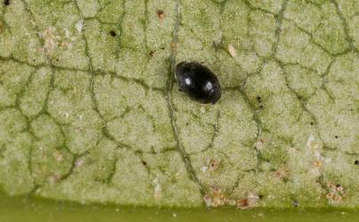 An adult Spidermite ladybird, Stethorus sp. (Coleoptera: Coccinellidae) in a colony of Collyer's tetranychid mites, Tetranychus collyerae (Acari: Tetranychidae) on the underside of a leaf of Mahoe, Melicytus ramiflorus (Violaceae). Creator: Tim Holmes. © Plant & Food Research. [Image: 2RQ8]