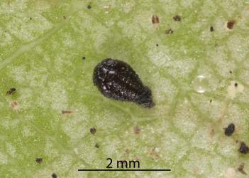 Pupa of a Spidermite ladybird, Stethorus sp. (Coleoptera: Coccinellidae) in a colony of Collyer's tetranychid mites, Tetranychus collyerae (Acari: Tetranychidae) on the underside of a leaf of Mahoe, Melicytus ramiflorus (Violaceae). Creator: Tim Holmes. © Plant & Food Research. [Image: 2RQA]