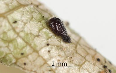 Side view of a pupa of a Spidermite ladybird, Stethorus sp. (Coleoptera: Coccinellidae) in a colony of Collyer's tetranychid mites, Tetranychus collyerae (Acari: Tetranychidae) on the underside of a leaf of Mahoe, Melicytus ramiflorus (Violaceae). Creator: Minna Personen. © Plant & Food Research. [Image: 2RQB]