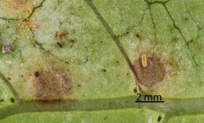 A pale larva of a Spidermite ladybird, Stethorus sp. (Coleoptera: Coccinellidae) in a colony of Collyer's tetranychid mites, Tetranychus collyerae (Acari: Tetranychidae) on the underside of a leaf of Mahoe, Melicytus ramiflorus (Violaceae). © All rights reserved. [Image: 2RQC]