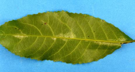 Underside of a leaf of Mahoe, Melicytus ramiflorus (Violaceae) with yellowing due to a colonies of Collyer's tetranychid mites, Tetranychus collyerae (Acari: Tetranychidae). Creator: Nicholas A. Martin. © Plant & Food Research. [Image: 2RQG]