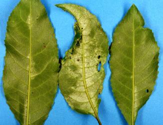Underside of leaves of Mahoe, Melicytus ramiflorus (Violaceae) with yellowing and pale areas due to feeding by Collyer's tetranychid mites, Tetranychus collyerae (Acari: Tetranychidae). Creator: Nicholas A. Martin. © Plant & Food Research. [Image: 2RQH]