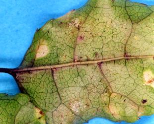 Underside of a leaf of Putaputawētā, Carpodetus serratus (Rousseaceae) with a colony of Collyer's tetranychid mites, Tetranychus collyerae (Acari: Tetranychidae). Creator: Nicholas A. Martin. © Plant & Food Research. [Image: 2RQI]