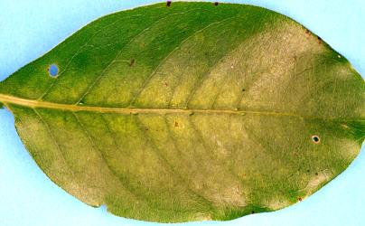 Leaf of Coprosma macrocarpa subsp. minor (Rubiaceae) with yellowing due to a colony of Collyer's tetranychid mites, Tetranychus collyerae (Acari: Tetranychidae) on the underside. Creator: Nicholas A. Martin. © Plant & Food Research. [Image: 2RQJ]