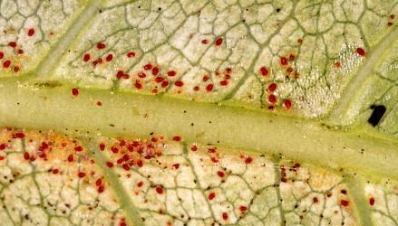 Collyer's tetranychid mites, Tetranychus collyerae (Acari: Tetranychidae) on the underside of a leaf of Coprosma macrocarpa subsp. minor (Rubiaceae). Creator: Nicholas A. Martin. © Plant & Food Research. [Image: 2RQK]