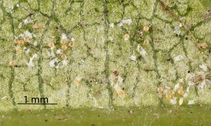Unhatched eggs and nymphs of Collyer's tetranychid mites, Tetranychus collyerae (Acari: Tetranychidae) on the underside of a leaf of Mahoe, Melicytus ramiflorus (Violaceae): note the white moulted skins of the larvae. Creator: Tim Holmes. © Plant & Food Research. [Image: 2RQN]