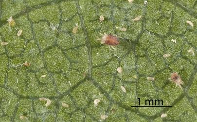 Collyer's tetranychid mites, Tetranychus collyerae (Acari: Tetranychidae) on the underside of a leaf of Mahoe, Melicytus ramiflorus (Violaceae). Creator: Tim Holmes. © Plant & Food Research. [Image: 2RQP]