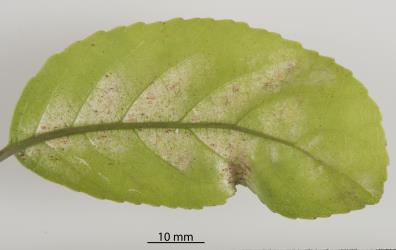 Underside of a leaf of Mahoe, Melicytus ramiflorus (Violaceae) with a colony of Collyer's tetranychid mites, Tetranychus collyerae (Acari: Tetranychidae) whose feeding is making the leaf pale. Creator: Tim Holmes. © Plant & Food Research. [Image: 2RQQ]