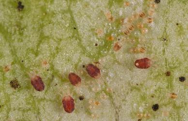 Eggs and mites of Collyer's tetranychid mites, Tetranychus collyerae (Acari: Tetranychidae) on the underside of a leaf of Mahoe, Melicytus ramiflorus (Violaceae): note the small larvae with two spots (top right). Creator: Tim Holmes. © Plant & Food Research. [Image: 2RQR]