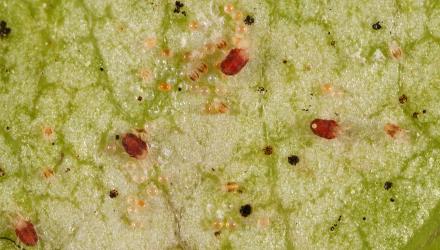 Eggs and mites of Collyer's tetranychid mites, Tetranychus collyerae (Acari: Tetranychidae) on the underside of a leaf of Mahoe, Melicytus ramiflorus (Violaceae). Creator: Tim Holmes. © Plant & Food Research. [Image: 2RQS]