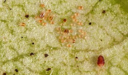 Eggs and mites of Collyer's tetranychid mites, Tetranychus collyerae (Acari: Tetranychidae) on the underside of a leaf of Mahoe, Melicytus ramiflorus (Violaceae): note the small larvae with two spots. Creator: Tim Holmes. © Plant & Food Research. [Image: 2RQT]