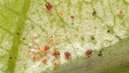 Eggs and mites of Collyer's tetranychid mites, Tetranychus collyerae (Acari: Tetranychidae) on the underside of a leaf of Mahoe, Melicytus ramiflorus (Violaceae): note the small larvae with two spots (top right). Creator: Tim Holmes. © Plant & Food Research. [Image: 2RQU]