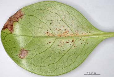 Underside of a leaf of Coastal Coprosma Coprosma repens (Rubiaceae) with yellowing due feeding by a colony of Collyer's tetranychid mites, Tetranychus collyerae (Acari: Tetranychidae). Creator: Nicholas A. Martin. © Plant & Food Research. [Image: 2RQW]