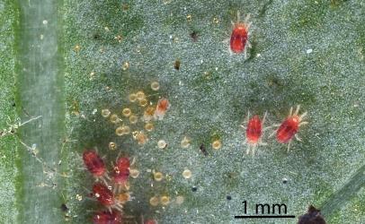 Collyer's tetranychid mites, Tetranychus collyerae (Acari: Tetranychidae) on the underside of a leaf of Coastal Coprosma, Coprosma repens (Rubiaceae). Creator: Nicholas A. Martin. © Plant & Food Research. [Image: 2RQY]