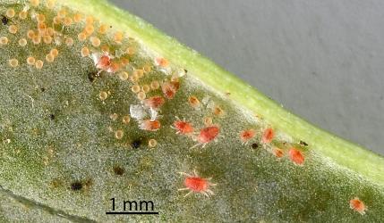 Collyer's tetranychid mites, Tetranychus collyerae (Acari: Tetranychidae) on the underside of a leaf of Coastal Coprosma, Coprosma repens (Rubiaceae). Creator: Nicholas A. Martin. © Plant & Food Research. [Image: 2RR0]