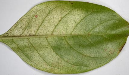 Underside of a leaf of Coastal Coprosma Coprosma repens (Rubiaceae) with yellowing due feeding by a colony of Collyer's tetranychid mites, Tetranychus collyerae (Acari: Tetranychidae). Creator: Nicholas A. Martin. © Plant & Food Research. [Image: 2RR1]