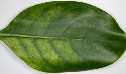 Leaf of Coastal Coprosma Coprosma repens (Rubiaceae) with yellowing due to feeding by a colony of Collyer's tetranychid mites, Tetranychus collyerae (Acari: Tetranychidae) on the underside. Creator: Nicholas A. Martin. © Plant & Food Research. [Image: 2RR3]