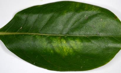 Leaf of Coastal Coprosma Coprosma repens (Rubiaceae) with yellowing due to feeding by a colony of Collyer's tetranychid mites, Tetranychus collyerae (Acari: Tetranychidae) on the underside. Creator: Nicholas A. Martin. © Plant & Food Research. [Image: 2RR4]