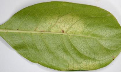 Underside of a leaf of Coastal Coprosma Coprosma repens (Rubiaceae) with yellowing due to feeding by a colony of Collyer's tetranychid mites, Tetranychus collyerae (Acari: Tetranychidae). Creator: Nicholas A. Martin. © Plant & Food Research. [Image: 2RR5]