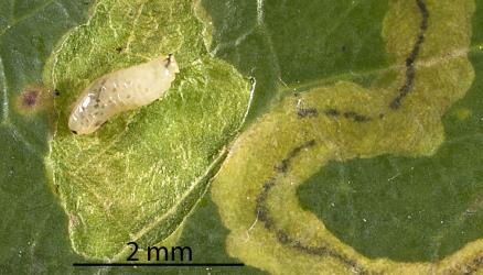 Larva of a Clematis leafminer Phytomyza clematadi (Diptera: Agromyzidae) exposed in its leaf mine: note the black jaw at the front for scraping plant tissue into its mouth. Creator: Tim Holmes. © Plant & Food Research. [Image: 2RZ1]