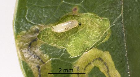 Larva of a Clematis leafminer Phytomyza clematadi (Diptera: Agromyzidae) exposed in its leaf mine. Creator: Tim Holmes. © Plant & Food Research. [Image: 2RZ3]