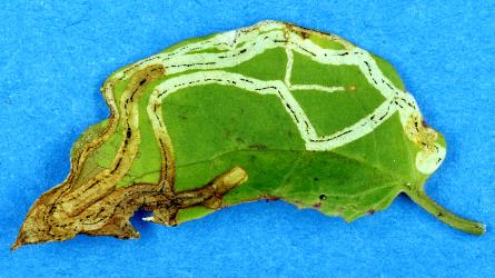 A leaflet of Small white clematis, Clematis forsteri (Ranunculaceae), with a leaf mine made by the larva of the Clematis leafminer Phytomyza clematadi (Diptera: Agromyzidae). Creator: Nicholas A. Martin. © Plant & Food Research. [Image: 2RZL]