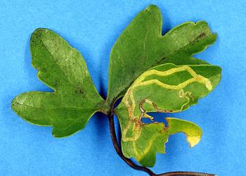 A leaf of Small white clematis, Clematis forsteri (Ranunculaceae), with a leaf mine made by the larva of the Clematis leafminer Phytomyza clematadi (Diptera: Agromyzidae). Creator: Nicholas A. Martin. © Plant & Food Research. [Image: 2RZN]