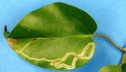 A leaflet of White clematis, Clematis paniculata (Ranunculaceae), with a leaf mine made by the larva of the Clematis leafminer Phytomyza clematadi (Diptera: Agromyzidae). Creator: Nicholas A. Martin. © Plant & Food Research. [Image: 2RZP]