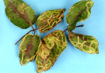 Leaves of White clematis, Clematis paniculata (Ranunculaceae), with leaf mines made by the larva of the Clematis leafminer Phytomyza clematadi (Diptera: Agromyzidae). Creator: Nicholas A. Martin. © Plant & Food Research. [Image: 2RZQ]