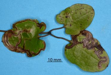 A leaf of clematis, Clematis sp. (Ranunculaceae), with leaf mines made by the larva of the Old man's beard leafminer Phytomyza vitalbae (Diptera: Agromyzidae): note the adult feeding punctures on one leaflet. Creator: Nicholas A. Martin. © Plant & Food Research. [Image: 2RZS]