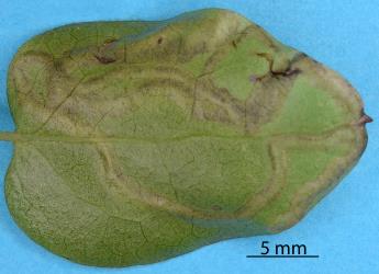The underside of a leaflet of clematis, Clematis sp. (Ranunculaceae), with leaf mines made by the larvae of the Old man's beard leafminer Phytomyza vitalbae (Diptera: Agromyzidae): note the two exit slits made mature larvae. Creator: Nicholas A. Martin. © Plant & Food Research. [Image: 2RZV]