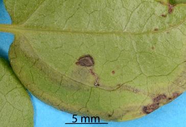 The underside of a leaflet of clematis, Clematis sp. (Ranunculaceae), with a leaf mine and an exit slit made by a larva of the Old man's beard leafminer Phytomyza vitalbae (Diptera: Agromyzidae). Creator: Nicholas A. Martin. © Plant & Food Research. [Image: 2RZX]