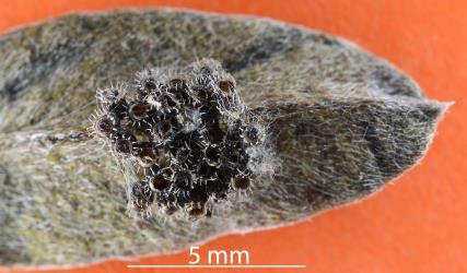 Eggs of Schellenberg's soldier bug, Oechalia schellenbergii (Hempitera: Pentatomidae) that have been parasitised by Acroclisoides sp. (Hymenoptera: Pteromalidae): note the exit holes made by the adult wasps in the top of the egg shells. Creator: Nicholas A. Martin. © Plant & Food Research. [Image: 2S4T]