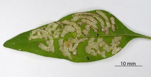 Leaf of Velvet nightshadeSolanum chenopodioides (Solanaceae) with feeding damage by larvae of Hadda beetle, Epilachna vigintioctopunctata (Cleoptera: Coccinellidae). © All rights reserved. [Image: 2S4V]