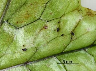 Nymphs and wingless female black fern aphid Idiopterus nephrelepidis Davis, 1909 (Hemiptera: Aphididae) on a young frond of Hound's tongue fern, Microsorum pustulatum (Polypodiaceae). Creator: Nicholas A. Martin. © Plant & Food Research. [Image: 2S4X]