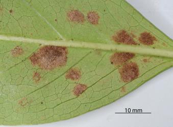 Old dark erineum on the underside of leaves of Glossy karamu, Coprosma robusta induced by the gall mite, Phyllocoptes coprosmae (Acari: Eriophyidae). The upper side of the leaves above the patches of erineum were also dark. © All rights reserved. [Image: 2S5Y]
