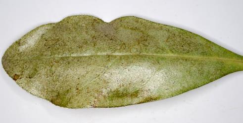 Upper side of leaf of Ngaio, Myoporum laetum  (Scrophulariaceae) with feeding damage by Palm thrips, Parthenothrips dracaenae (Thysanoptera: Thripidae). © All rights reserved. [Image: 2SAP]