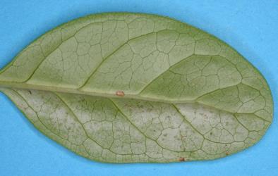 Underside of a leaf of Coastal coprosma, Coprosma repens (Rubiaceae) with damage from feeding by Banana silvering thrips, Hercinothrips bicinctus (Thysanoptera: Thripidae). © All rights reserved. [Image: 2SAS]