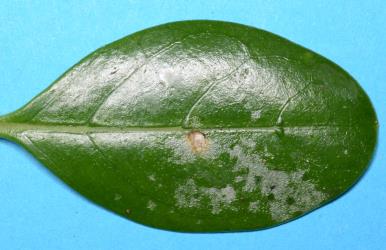 Upper side of a leaf of Coastal coprosma, Coprosma repens (Rubiaceae) with damage from feeding by Banana silvering thrips, Hercinothrips bicinctus (Thysanoptera: Thripidae). © All rights reserved. [Image: 2SAT]