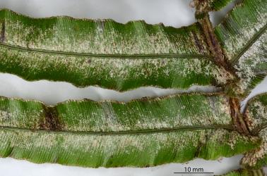 Upper side of a frond of Palm fern, Blechnum novae-zelandiae (Blechnaceae) with damage caused by feeding by Greenhouse thrips, Heliothrips haemorrhoidalis (Thysanoptera: Thripidae). © All rights reserved. [Image: 2SAZ]