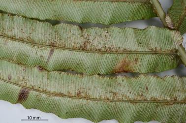 Underside of a frond of Palm fern, Blechnum novae-zelandiae (Blechnaceae) with damage caused by feeding by Greenhouse thrips, Heliothrips haemorrhoidalis (Thysanoptera: Thripidae). © All rights reserved. [Image: 2SB0]