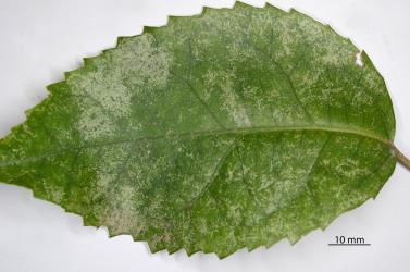 Underside of a leaf of Lacebark, Hoheria populnea (Malvaceae) with damage caused by feeding by Greenhouse thrips, Heliothrips haemorrhoidalis (Thysanoptera: Thripidae). © All rights reserved. [Image: 2SB1]