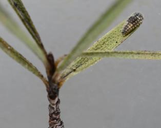 Larva of yellow haired ladybird, Adoxellus flavihirtus (Coleoptera: Coccinellidae) on a shoot of Kanuka, Kunzea sp. (Myrtaceae) a plant that is a host of several species of scale insects. Creator: Nicholas A. Martin. © Plant & Food Research. [Image: 2SB5]