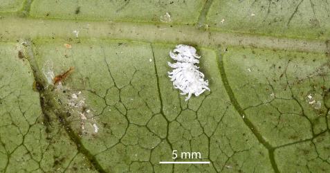 Larva of mealybug ladybird, Cryptolaemus montrouzieri (Coleoptera: Coccinellidae), on  Coprosma repens (Rubiaceae) and with remains of mealybugs,  Dysmicoccus ambiguus (Hemiptera: Pseudococcidae). Creator: Nicholas A. Martin. © Plant & Food Research. [Image: 2SB6]